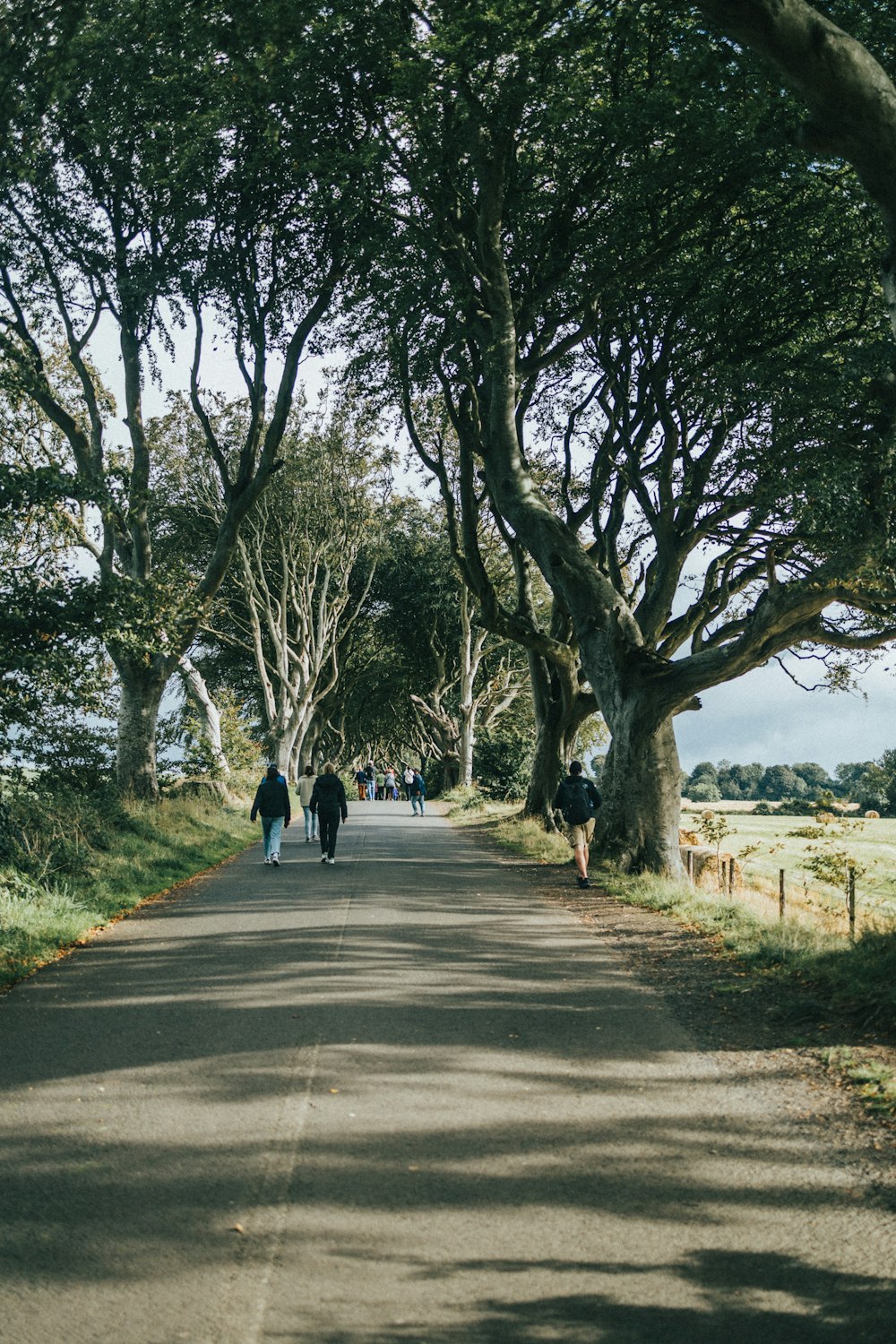 people walking on a path with trees on either side of it