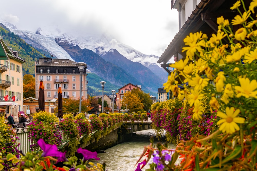 a garden with flowers and buildings