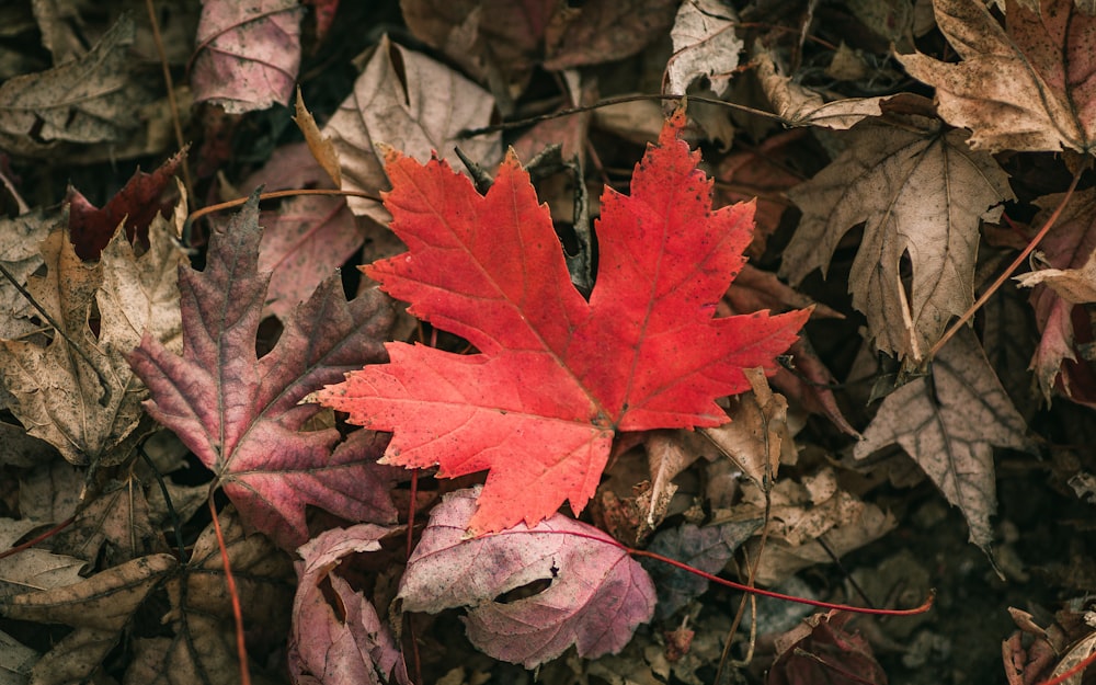 a group of red leaves