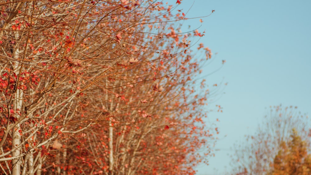 a tree with red leaves