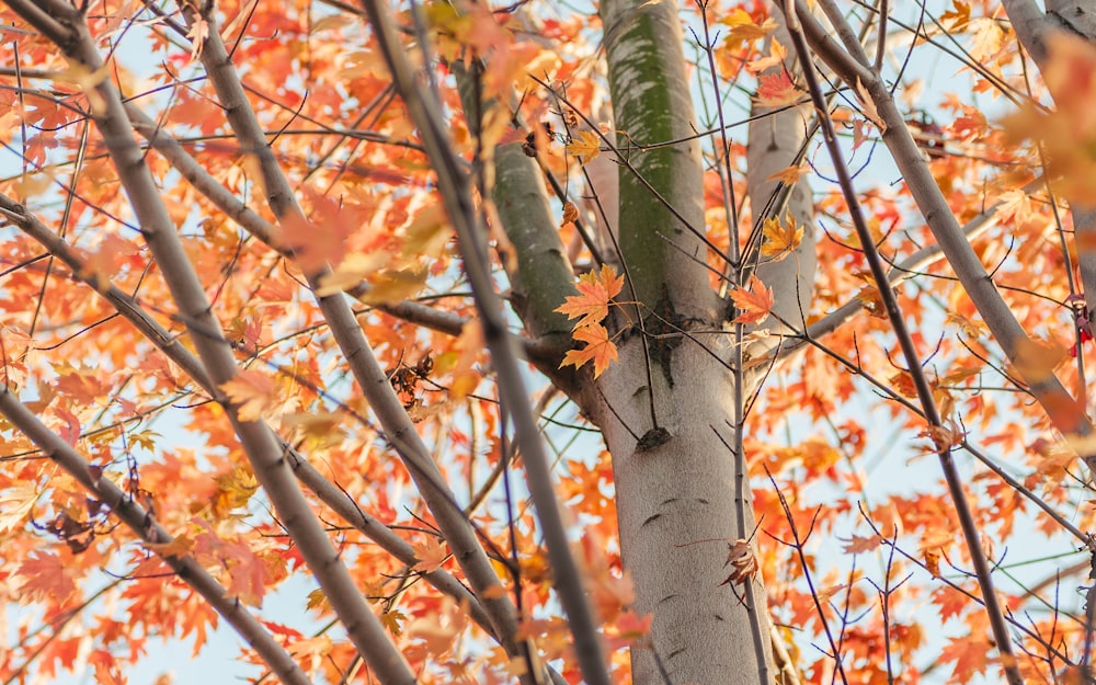 a tree with orange leaves