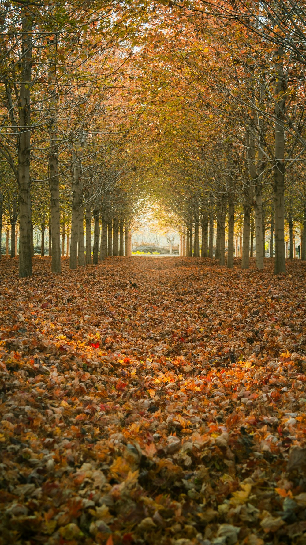 a group of trees with orange leaves
