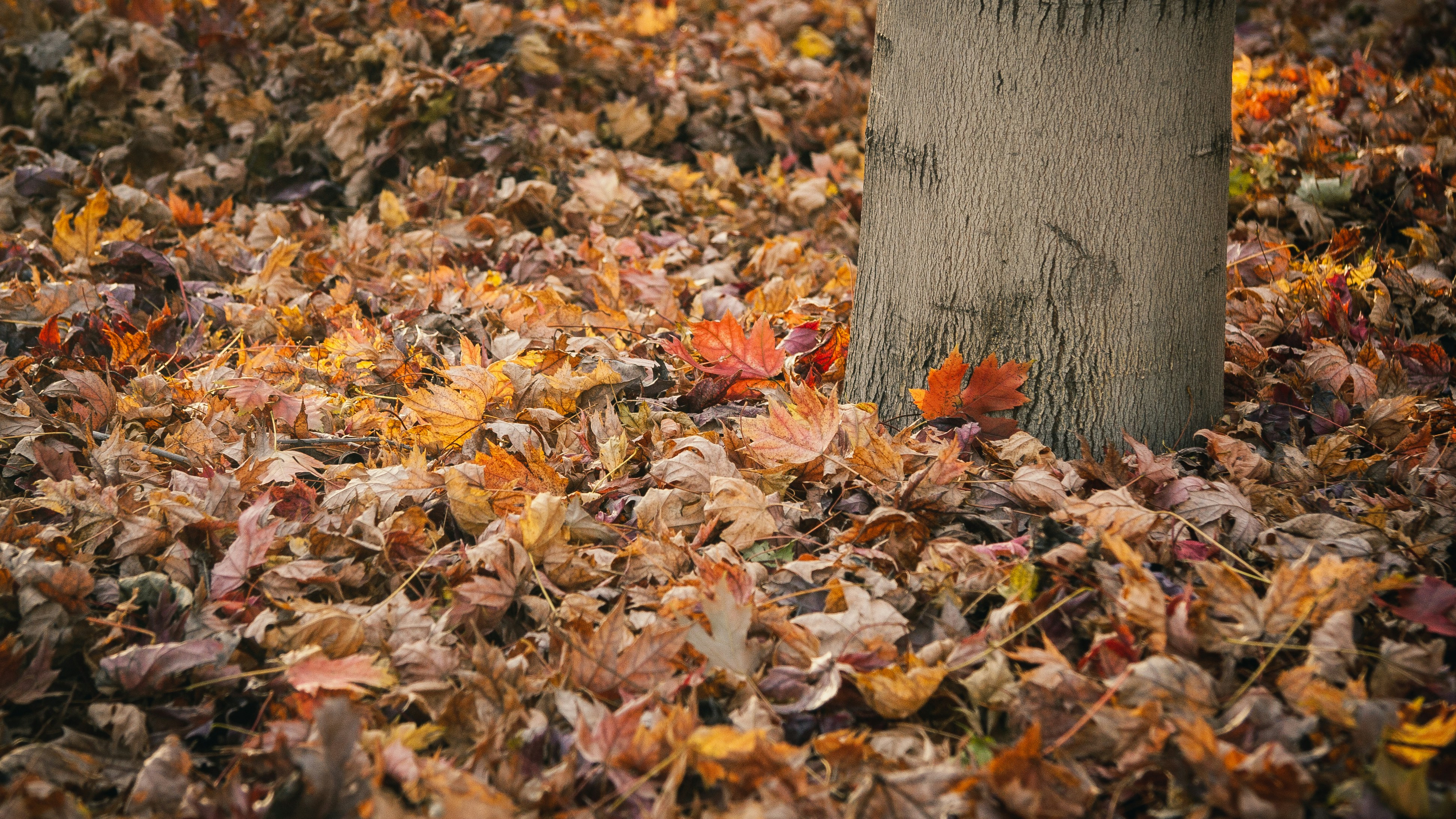 落ち葉に囲まれた木の幹