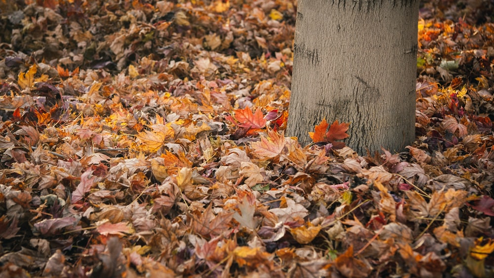 a tree trunk surrounded by fallen leaves