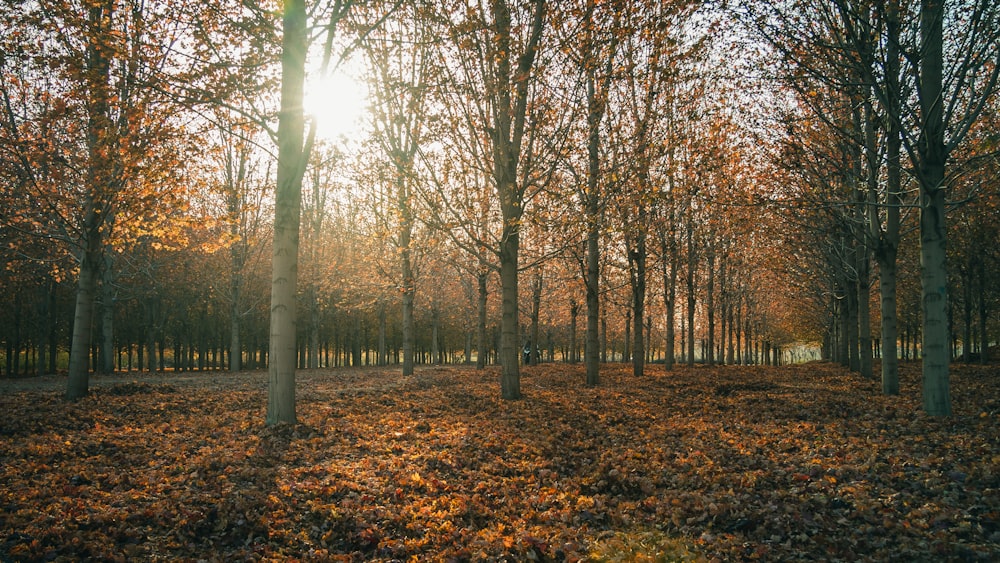 a group of trees with orange leaves