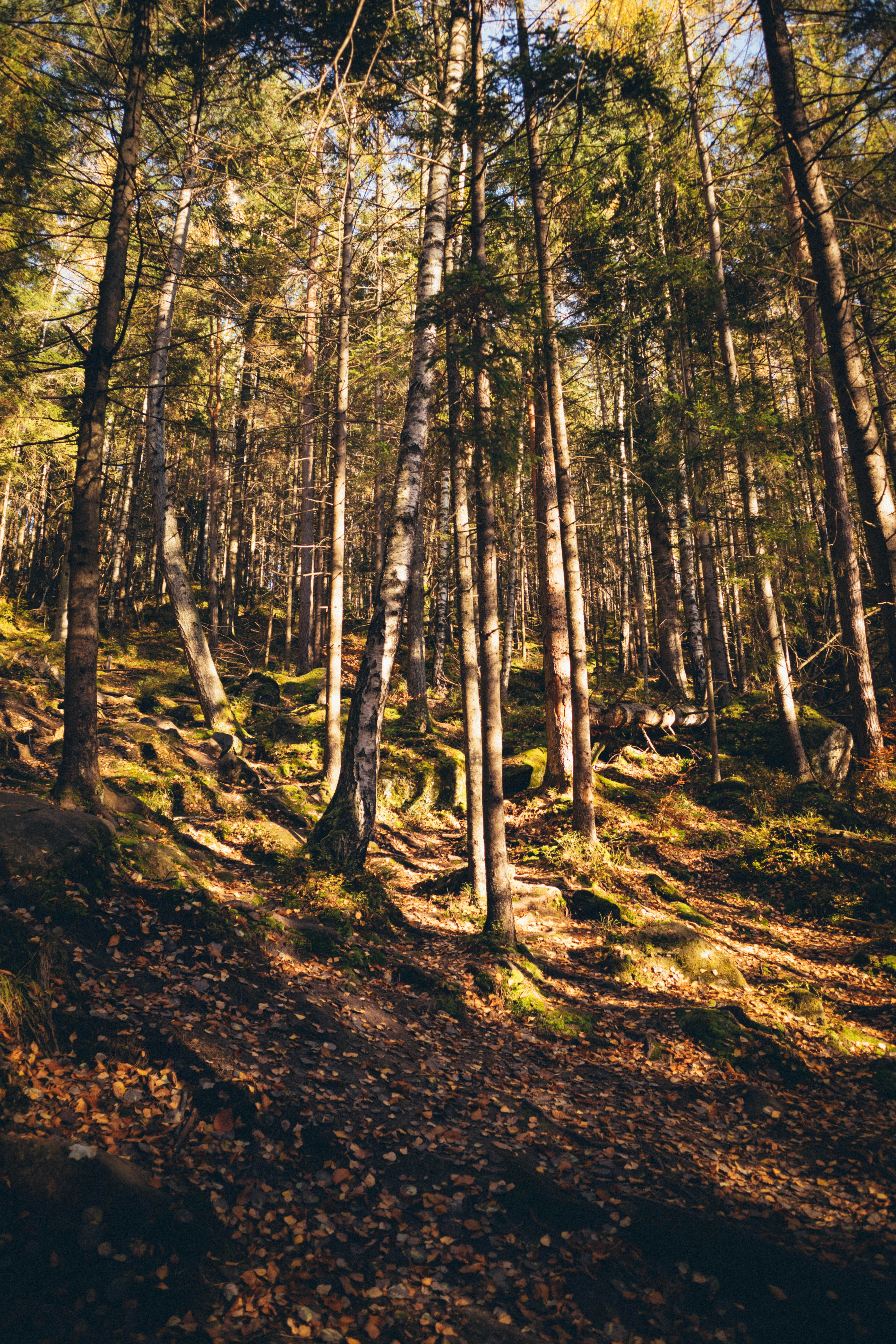 Photo by taraschuiko