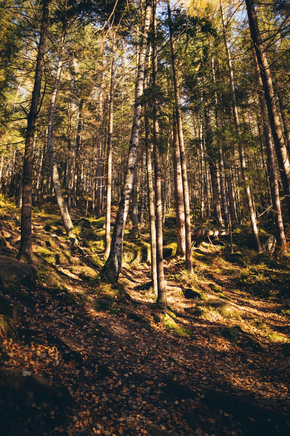 a forest of trees