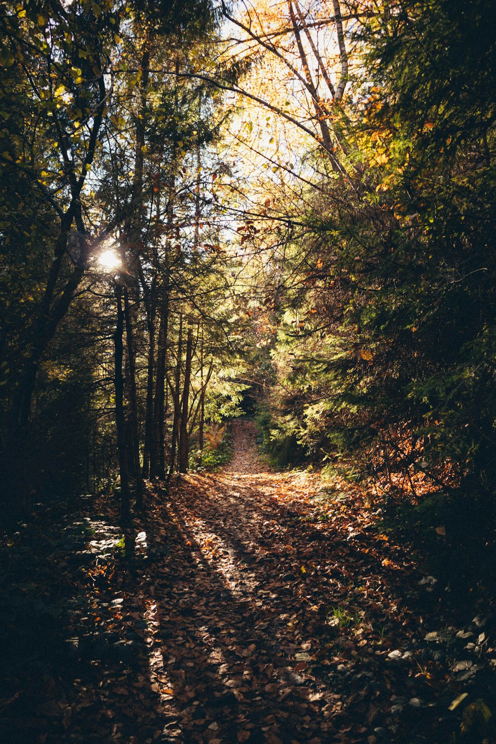 a path through a forest