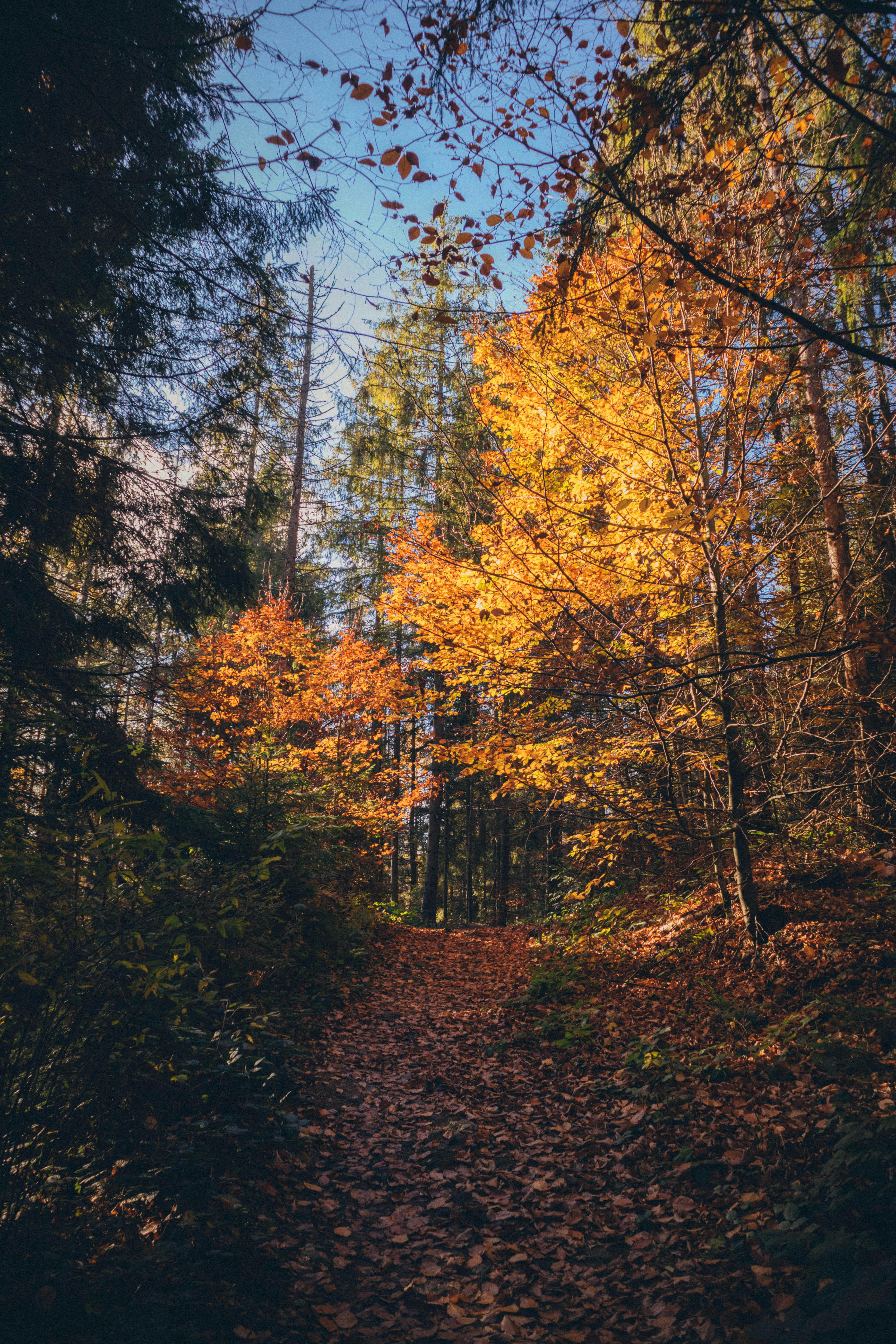 Photo by taraschuiko