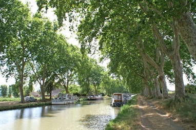 Plane trees once lined The Canal du Midi