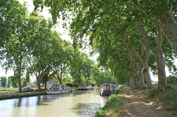 Plane trees once lined The Canal du Midi
