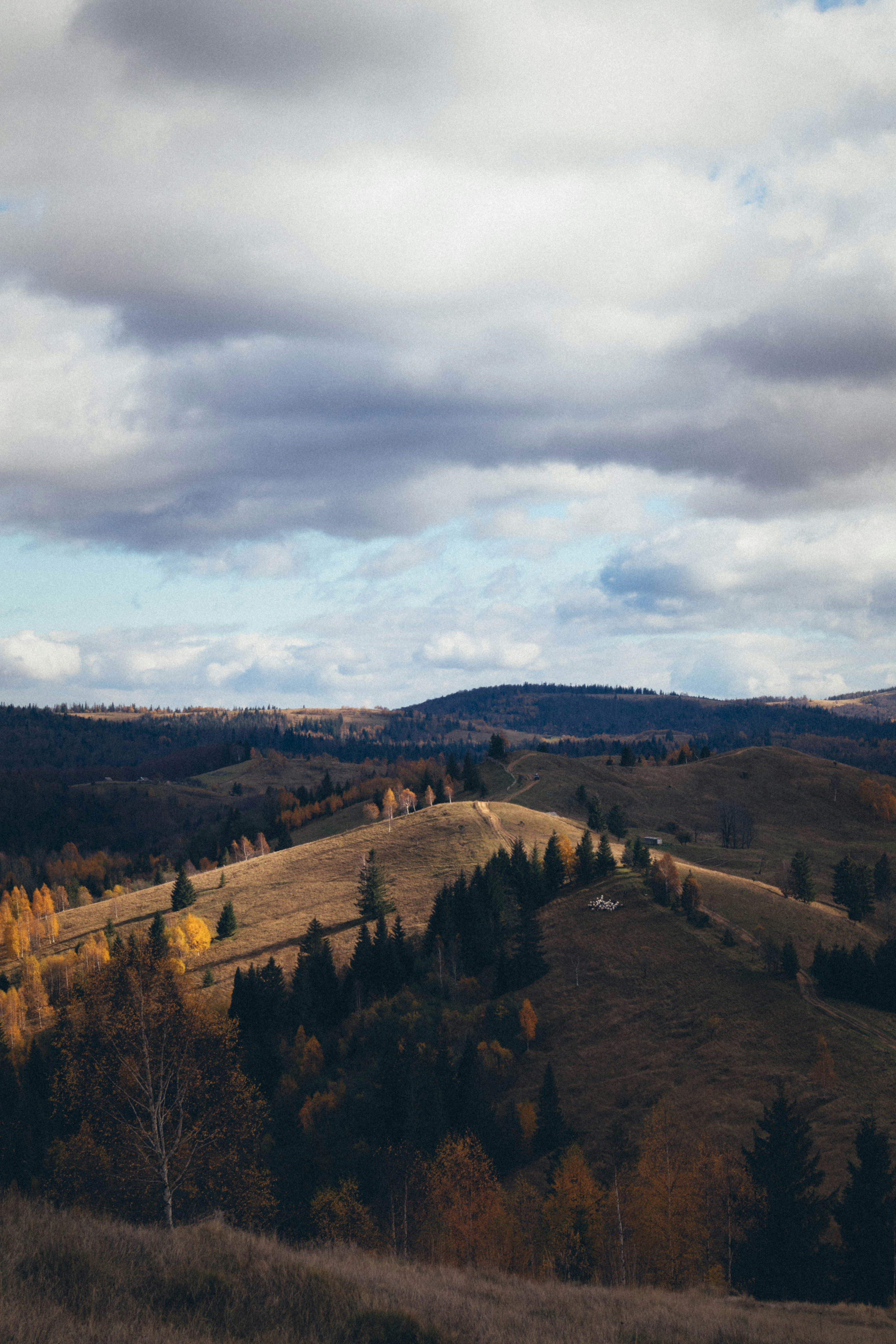 Photo by taraschuiko