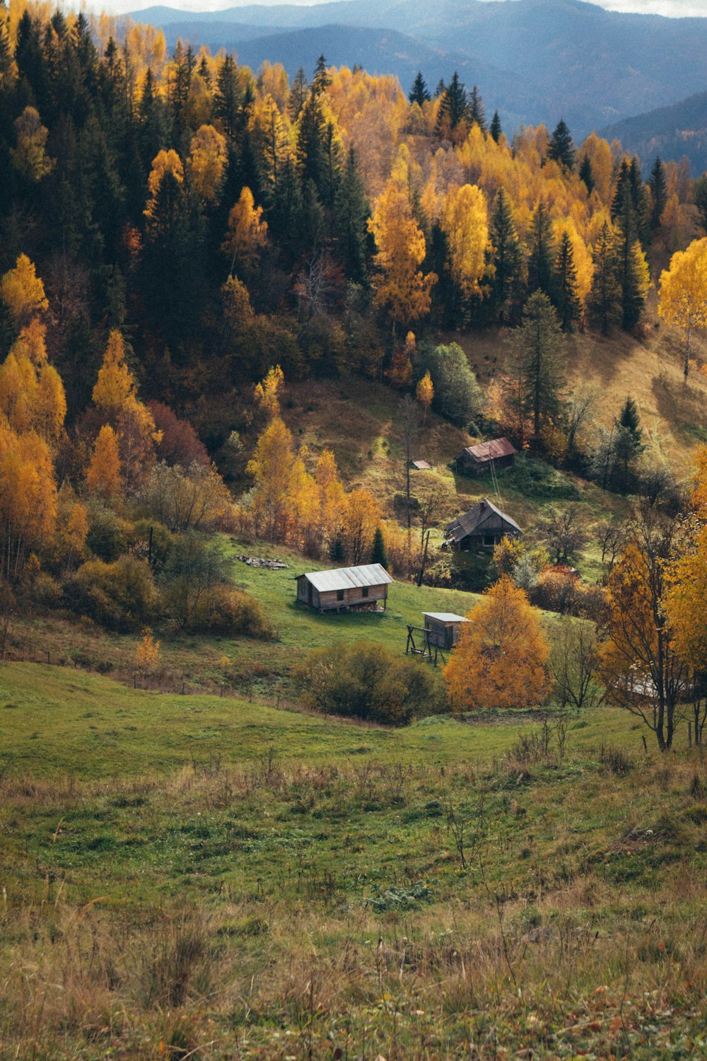 a house in a forest