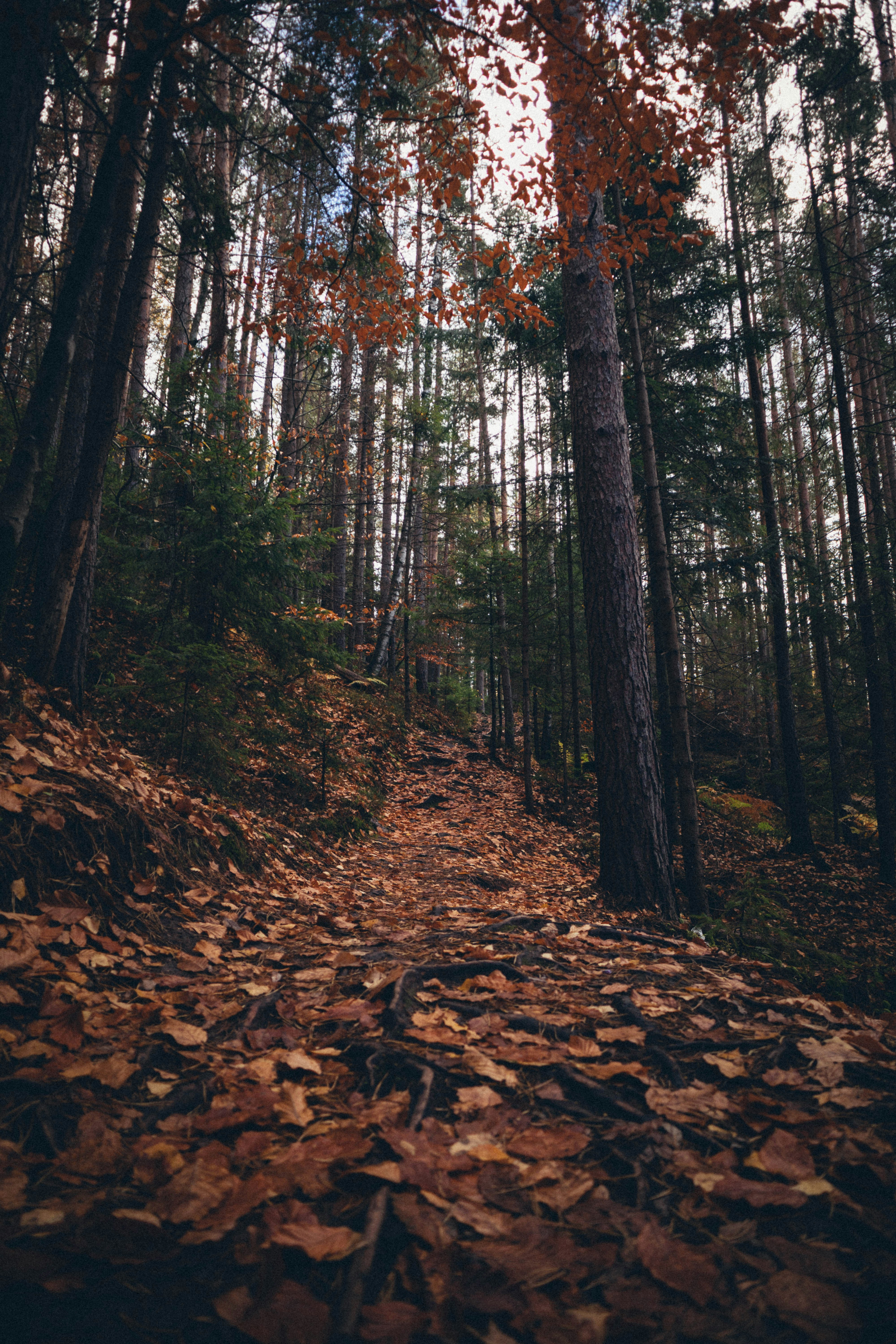 Photo by taraschuiko