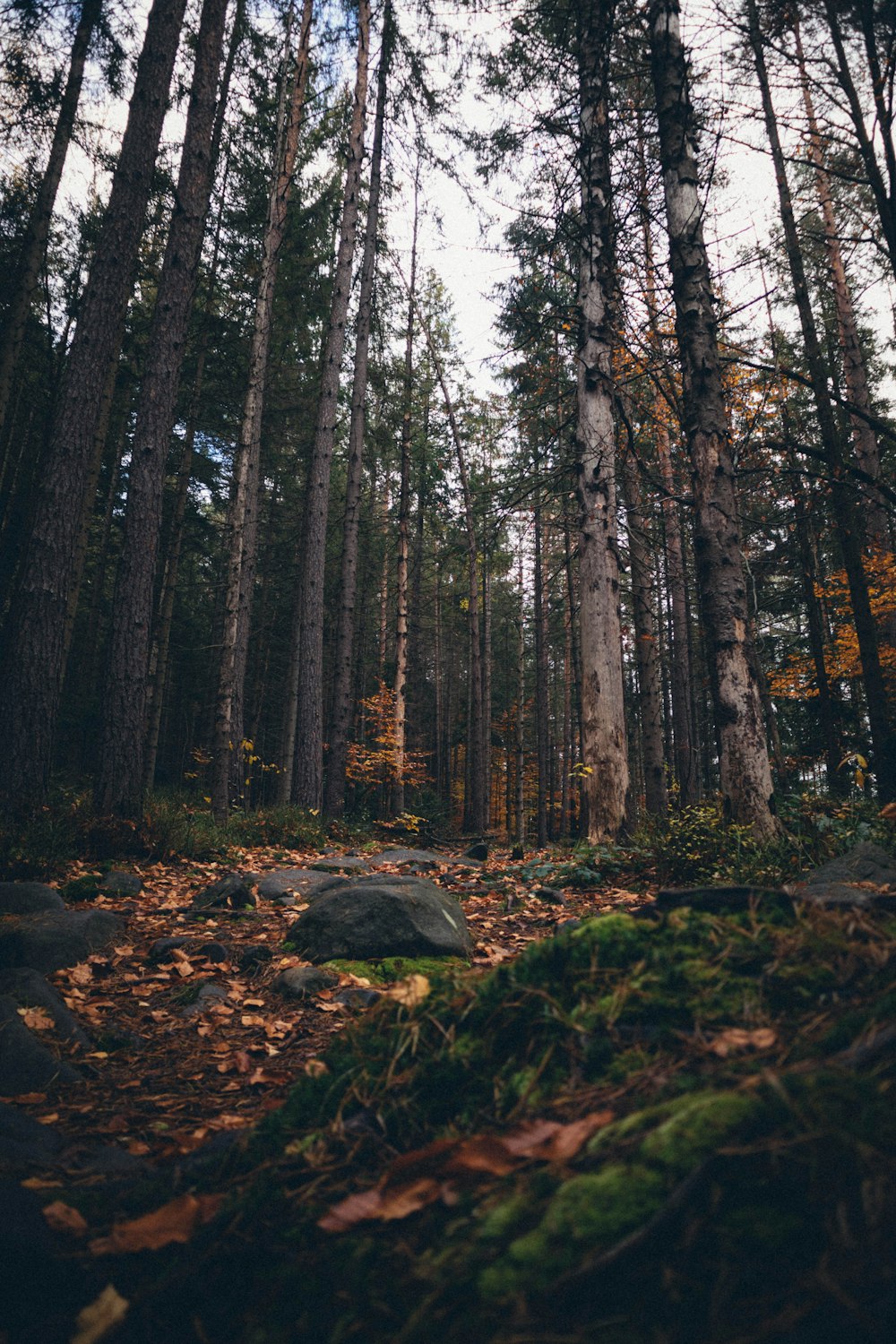 a forest of trees