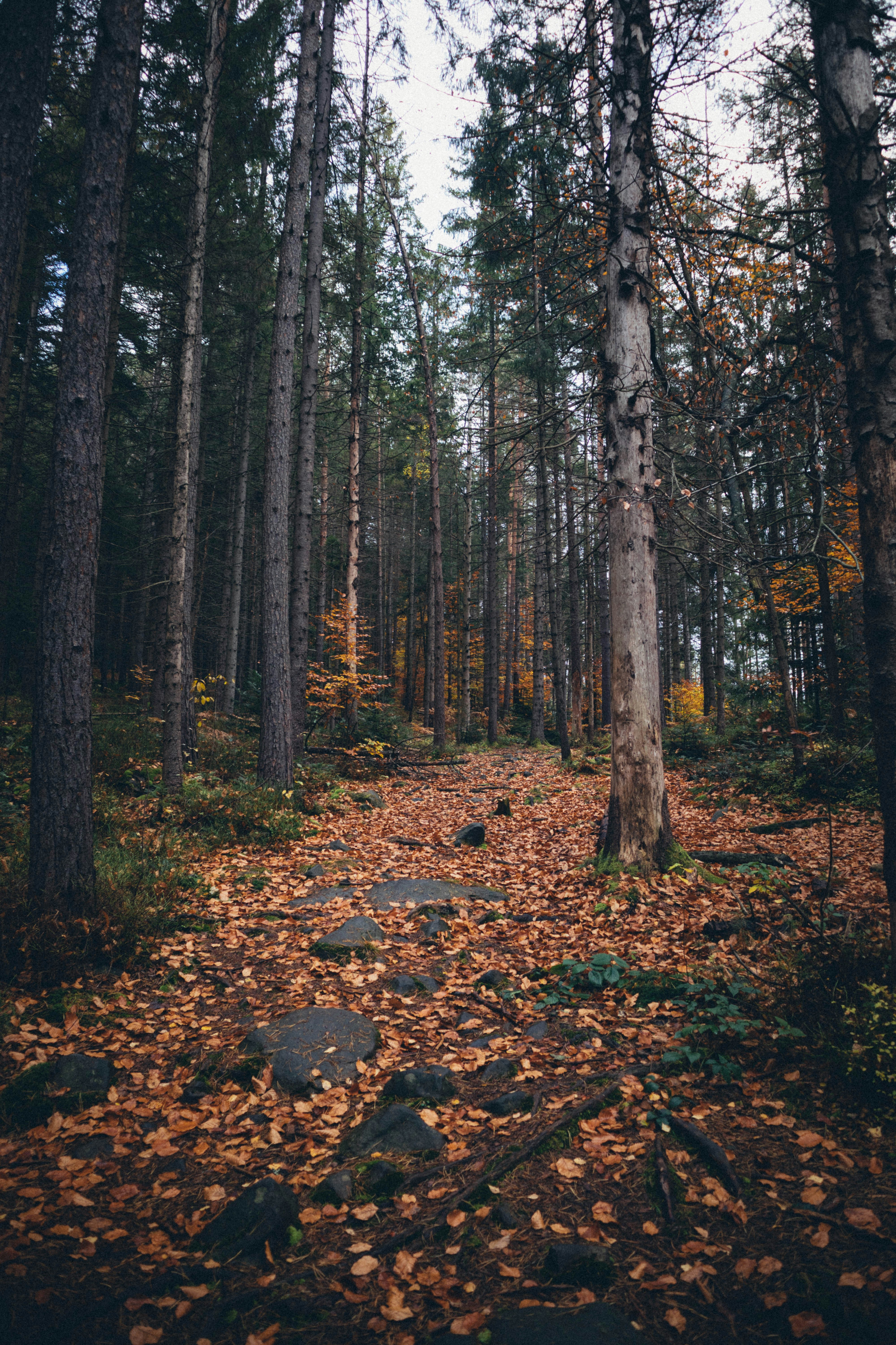 Photo by taraschuiko