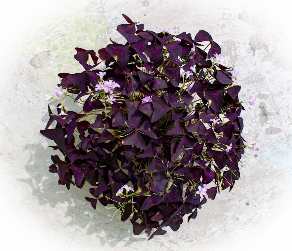 a plant with purple flowers