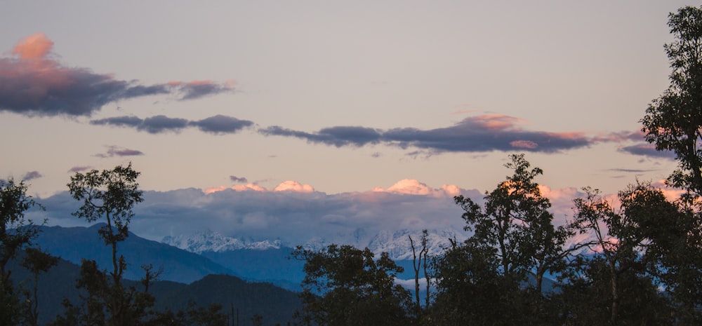 a group of trees with mountains in the background