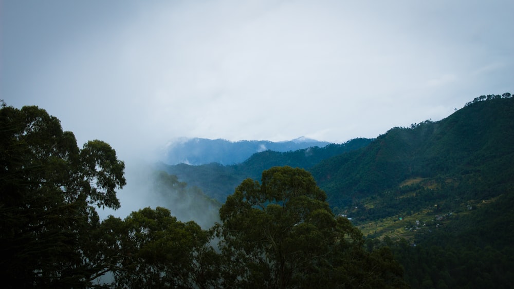 uma vista de um vale com árvores e montanhas ao fundo