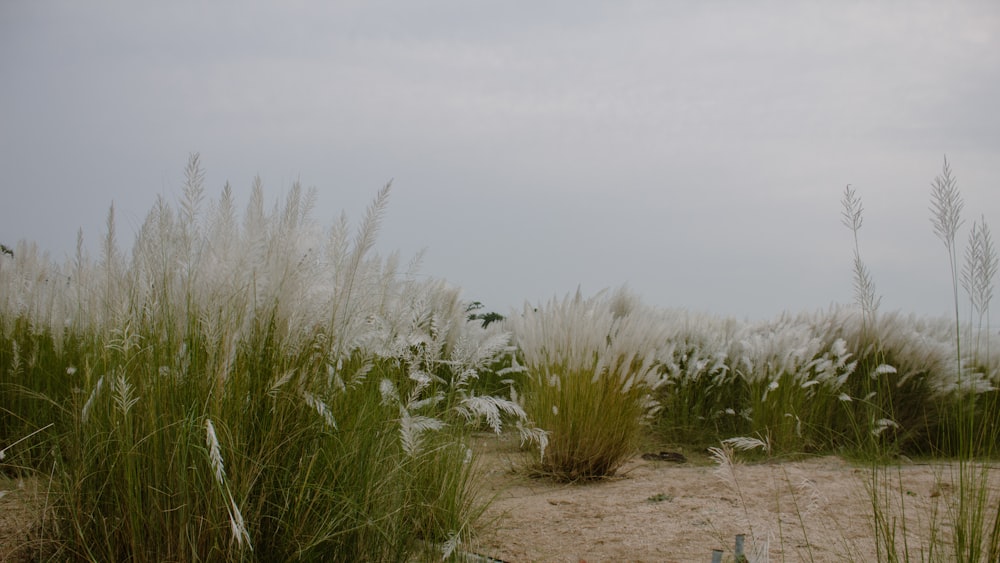 a field of tall grass