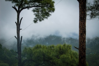 a group of trees in a forest