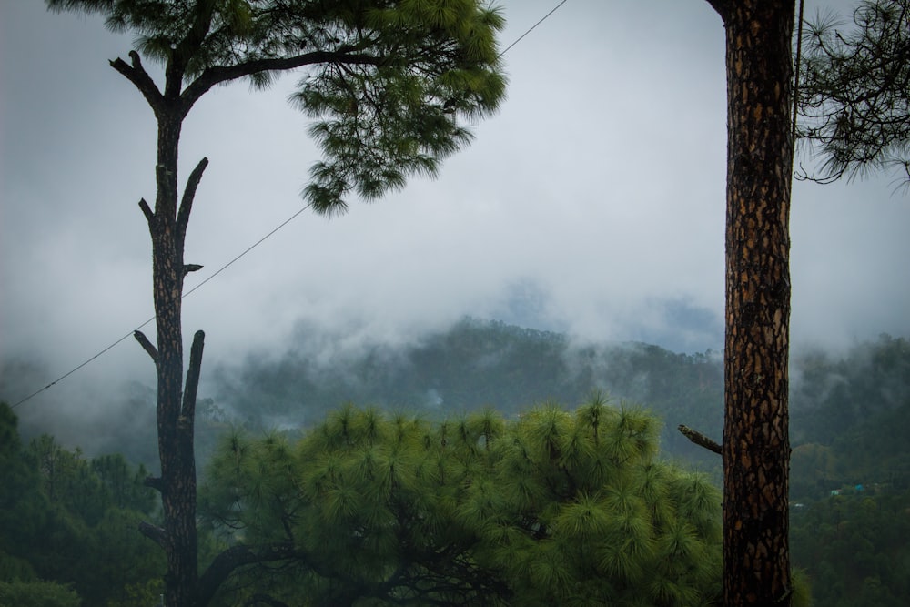 a group of trees in a forest