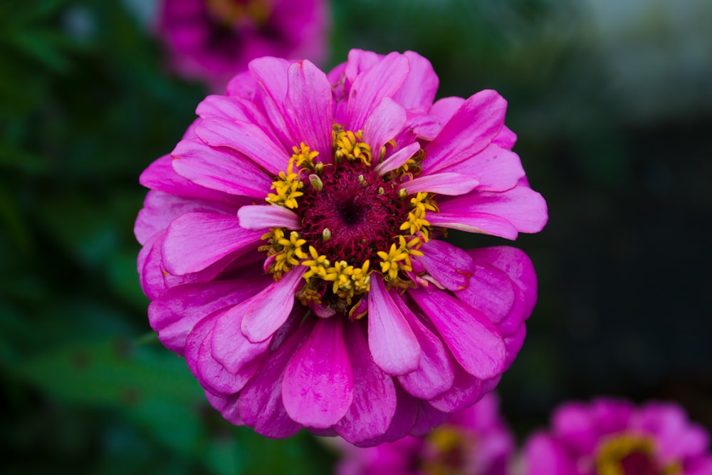 a close up of a flower