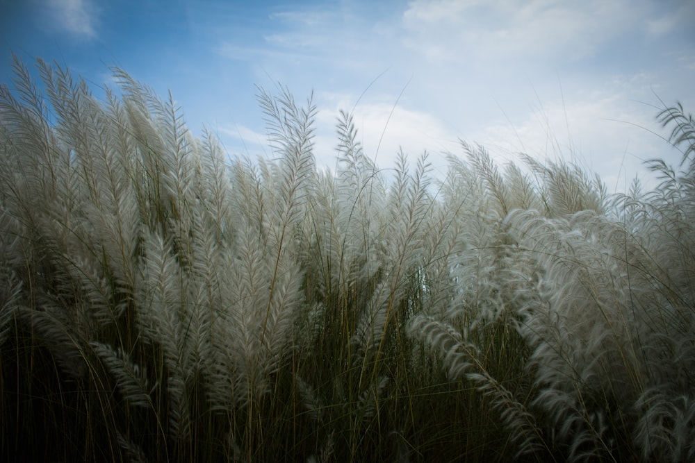 um campo de trigo