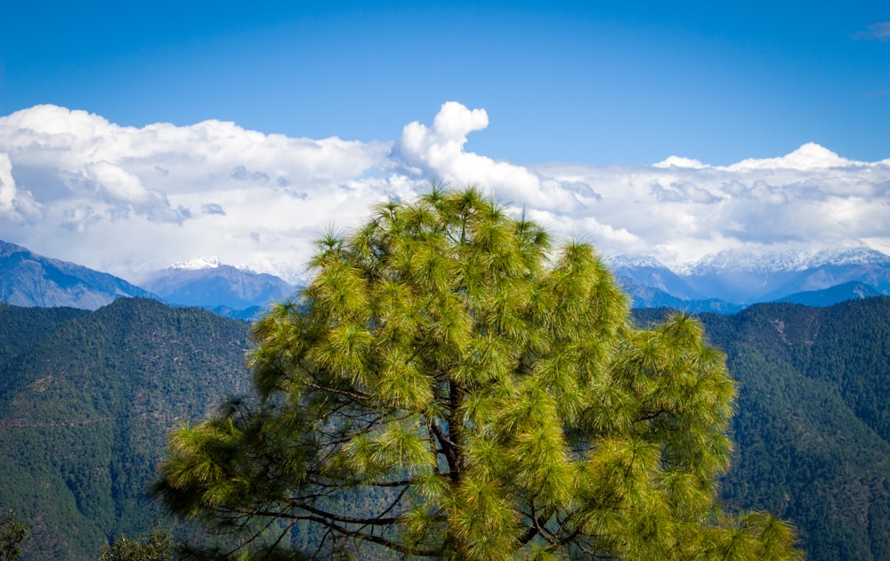 a tree in the middle of a mountain range