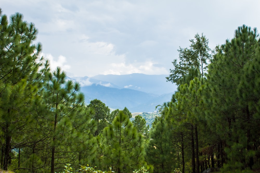 a forest of trees