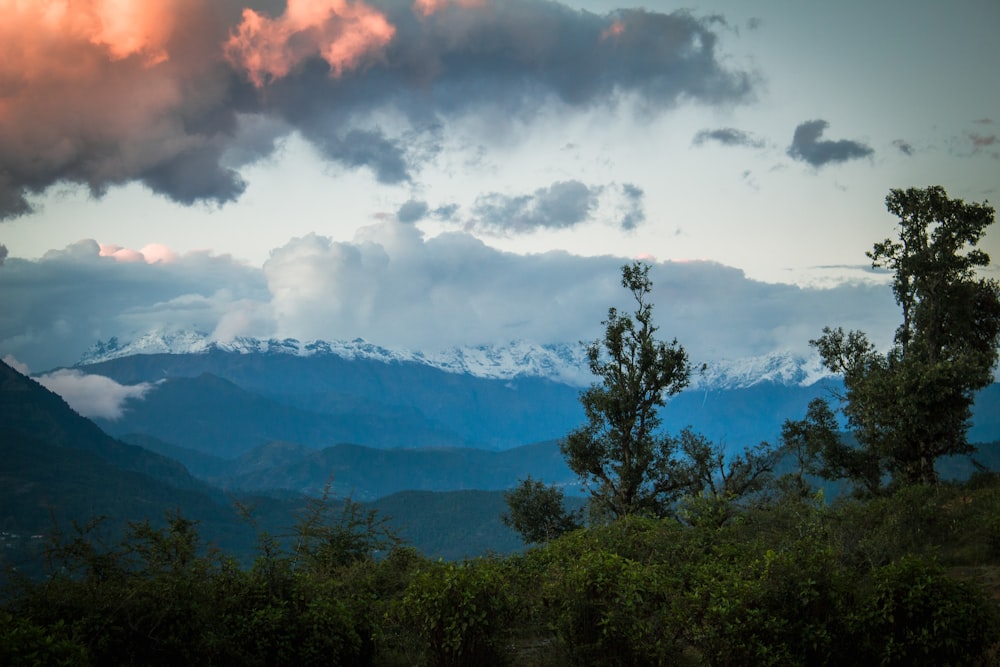 a landscape with trees and mountains in the back