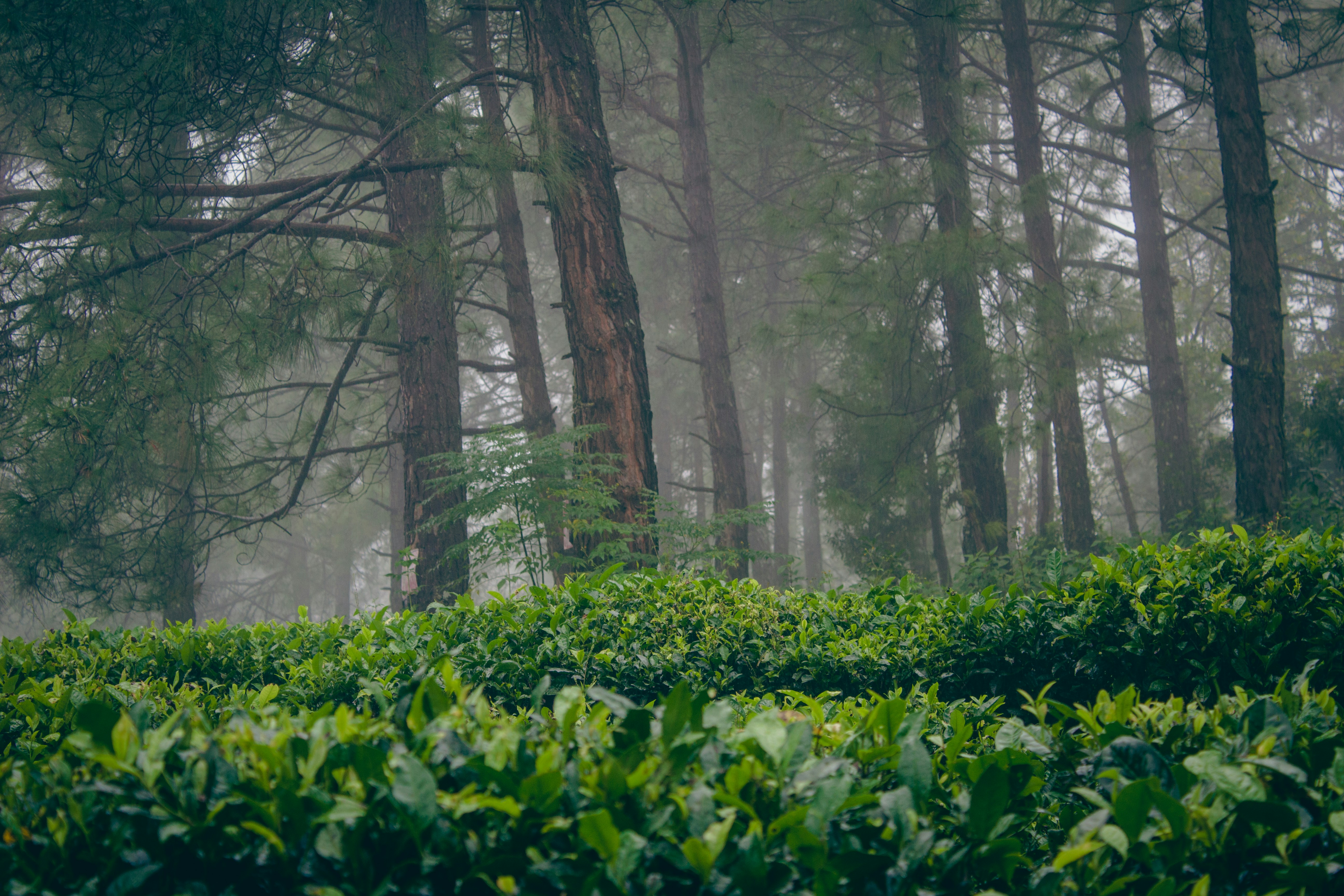 a forest with trees and bushes, Tea Garden, Kausani, Uttarakhand, India.