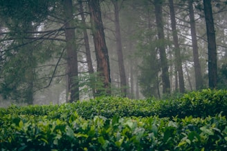 a forest with trees and bushes