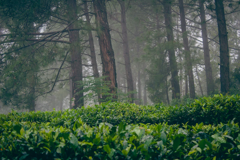 Forest setting at Nature Knots eco-wedding resort Hesaraghatta Bangalore