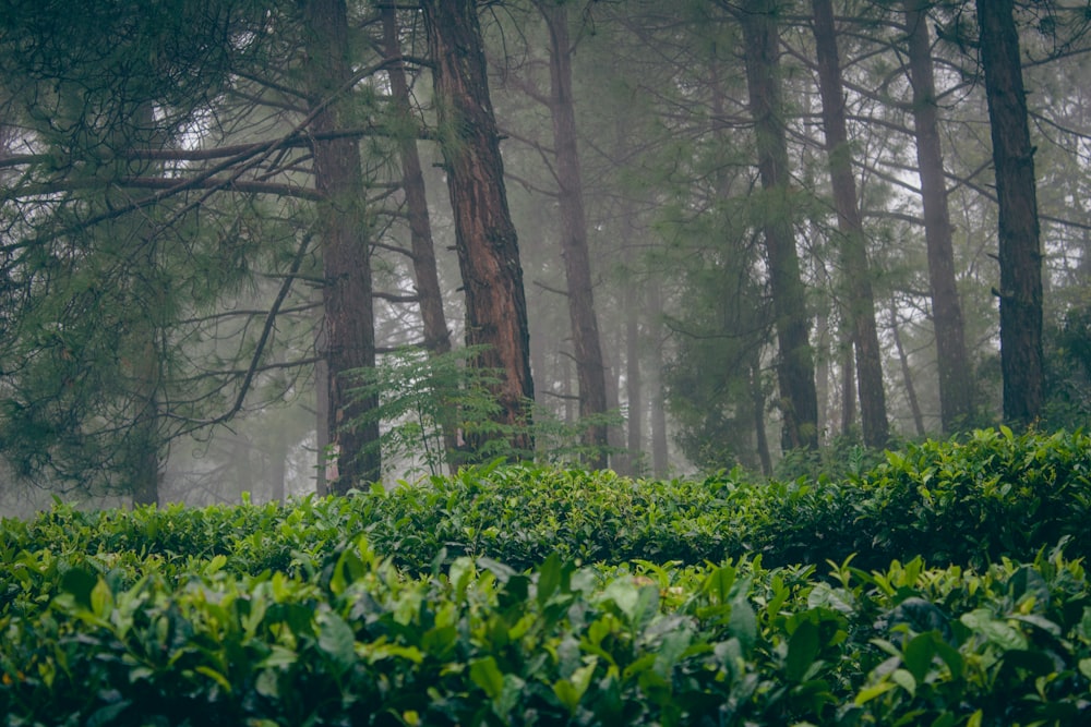 a forest with trees and bushes