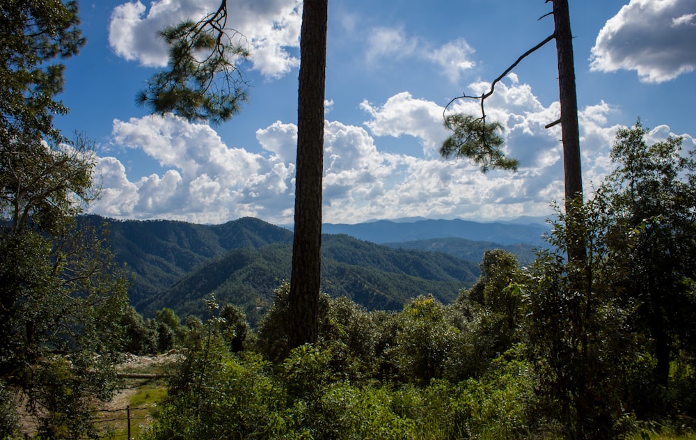 a view of a forest