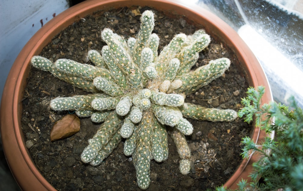 a cactus in a pot