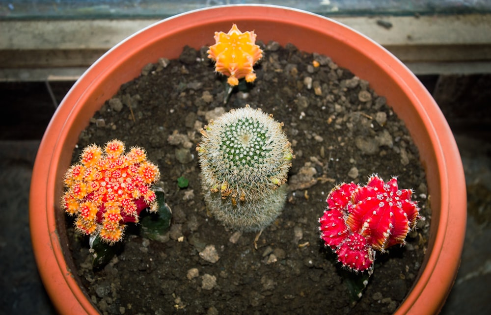 a cactus in a pot