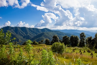 a landscape with trees and mountains in the background