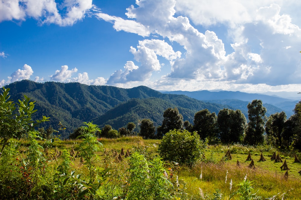 a landscape with trees and mountains in the background