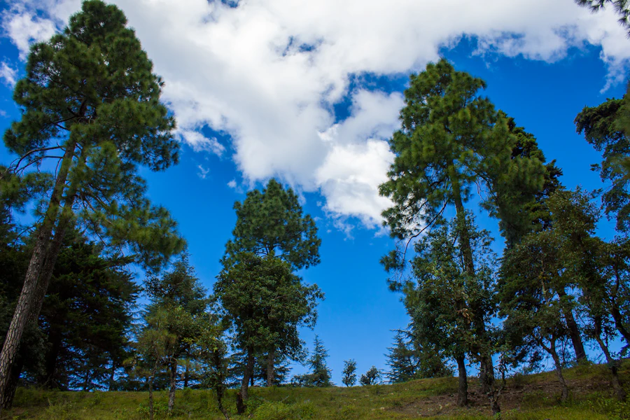 A dense grove of trees in the Kumaon Himalayan foothills