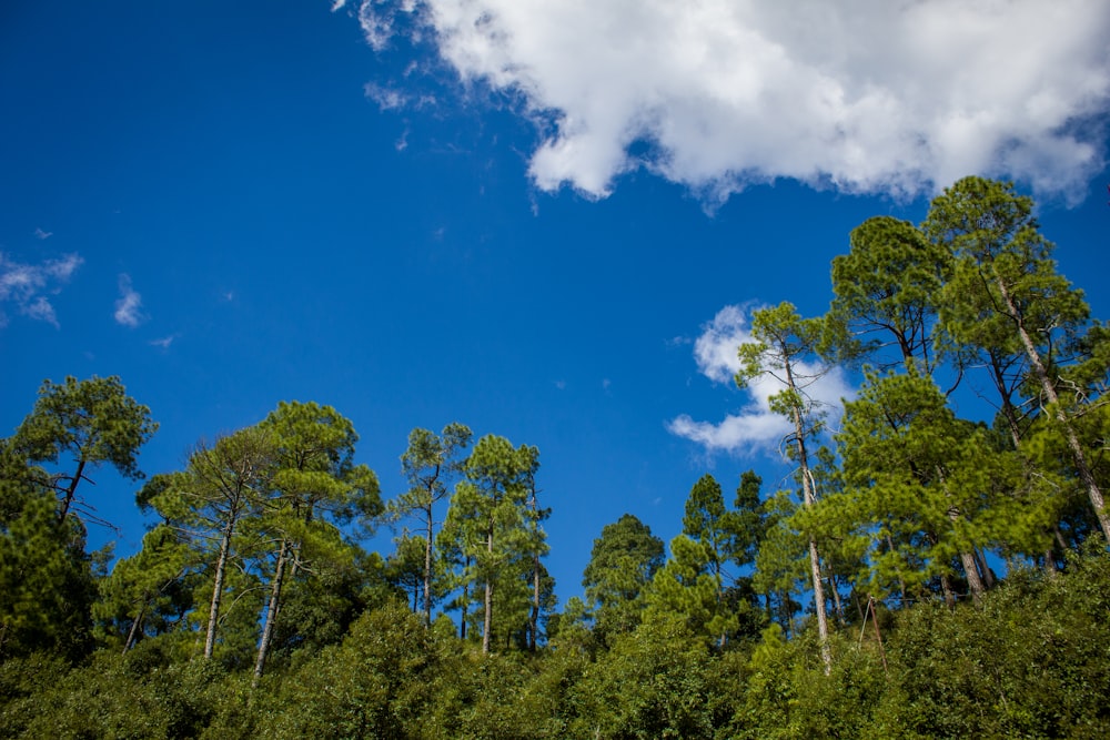 a group of trees