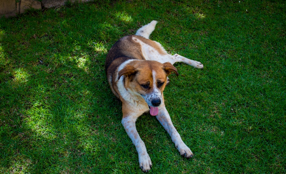 a dog lying on grass