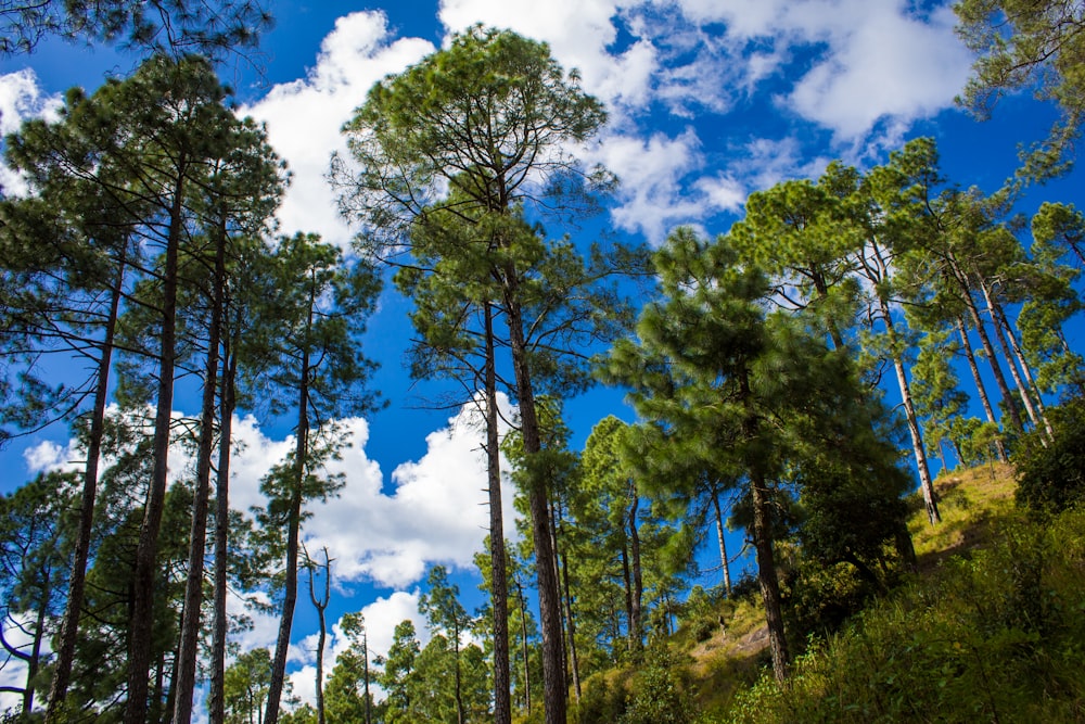 a group of trees