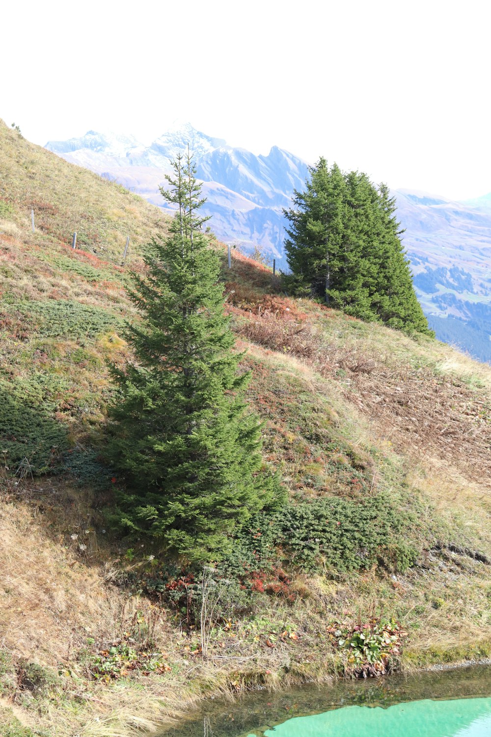 a landscape with trees and hills