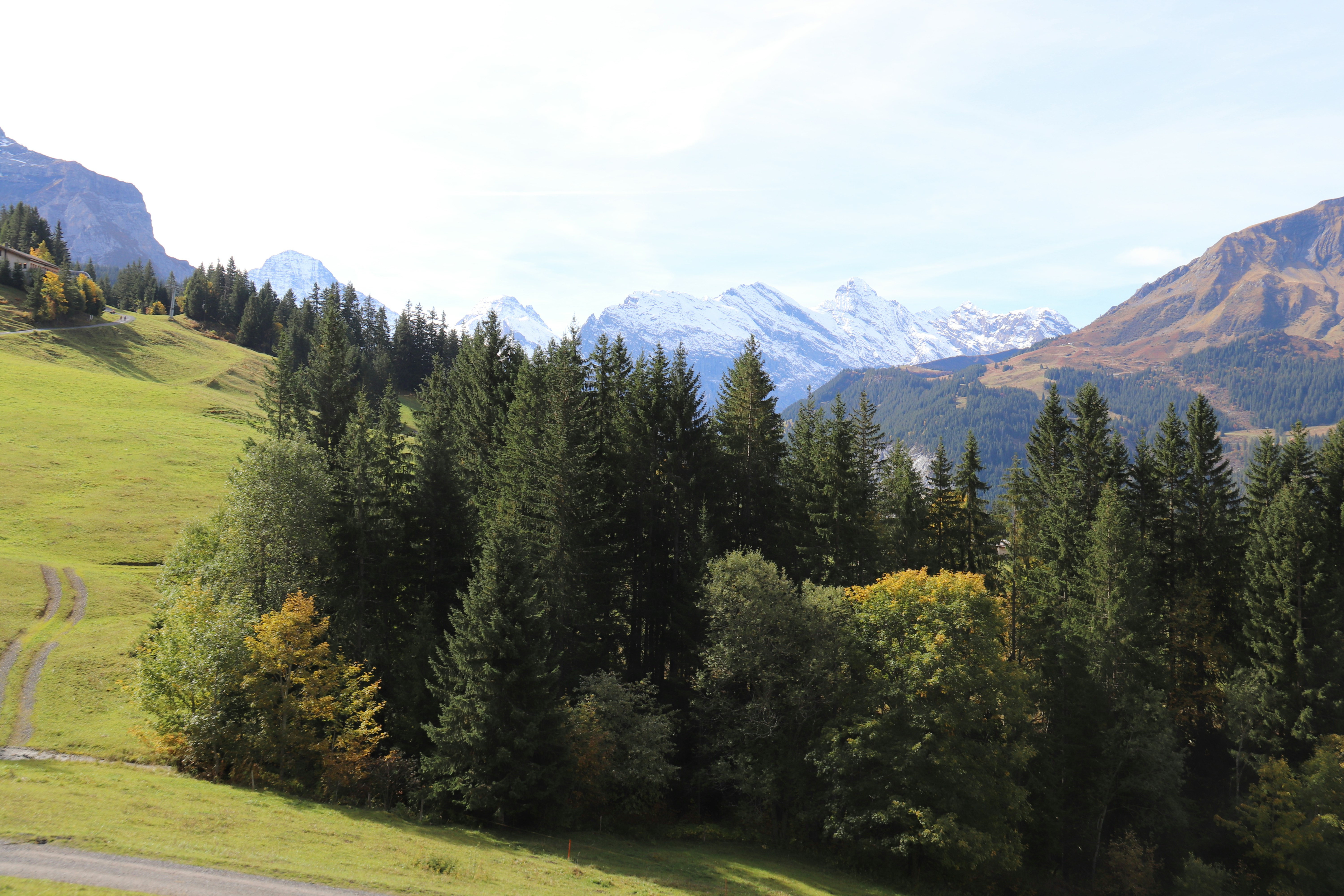 a landscape with trees and mountains in the background