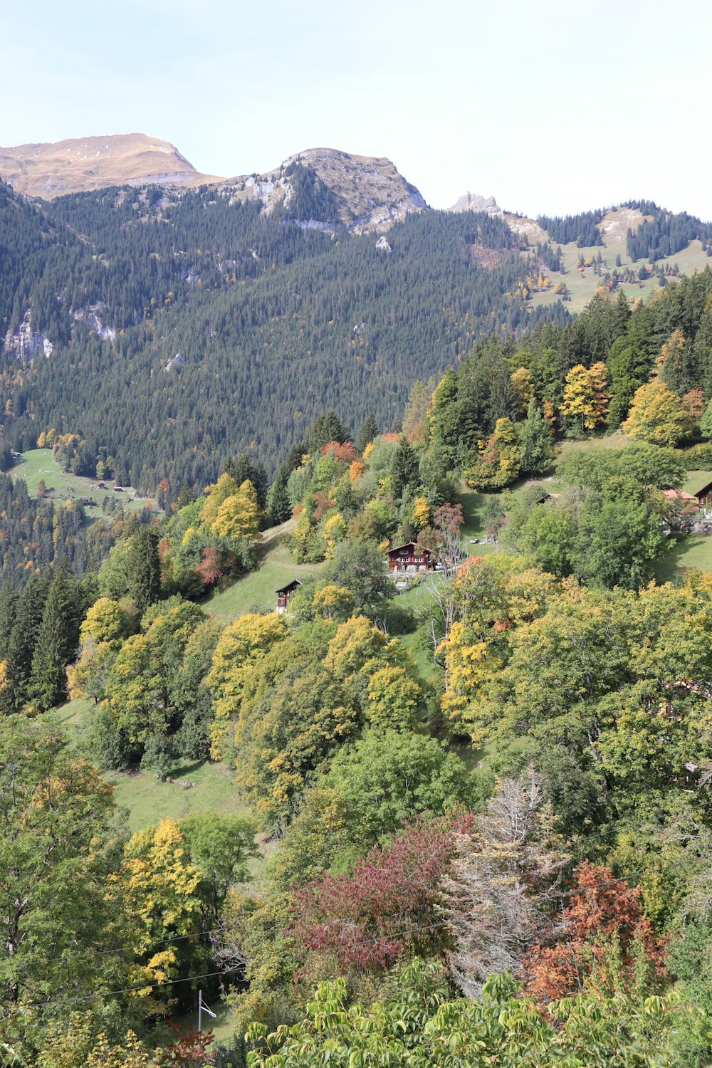 a landscape with trees and mountains