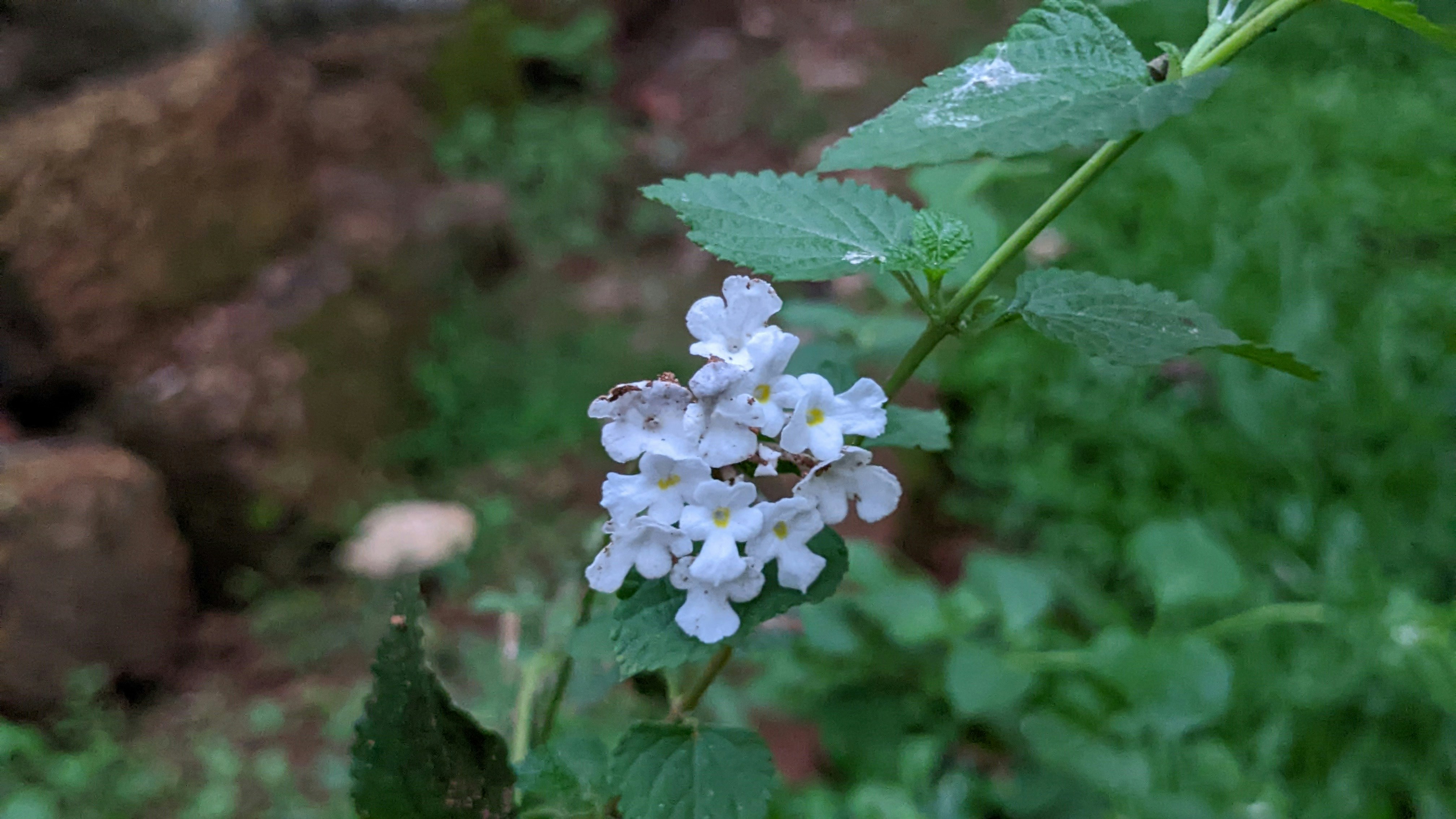 A close up of a flower photo Free Calicut Image on Unsplash