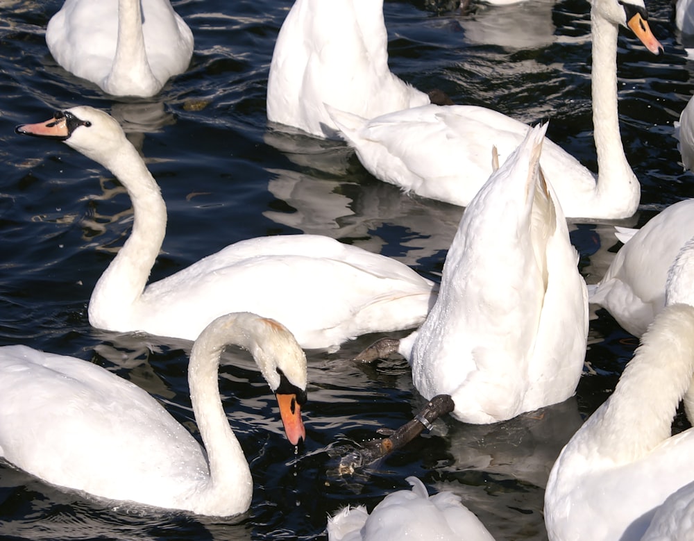 a group of white swans in water