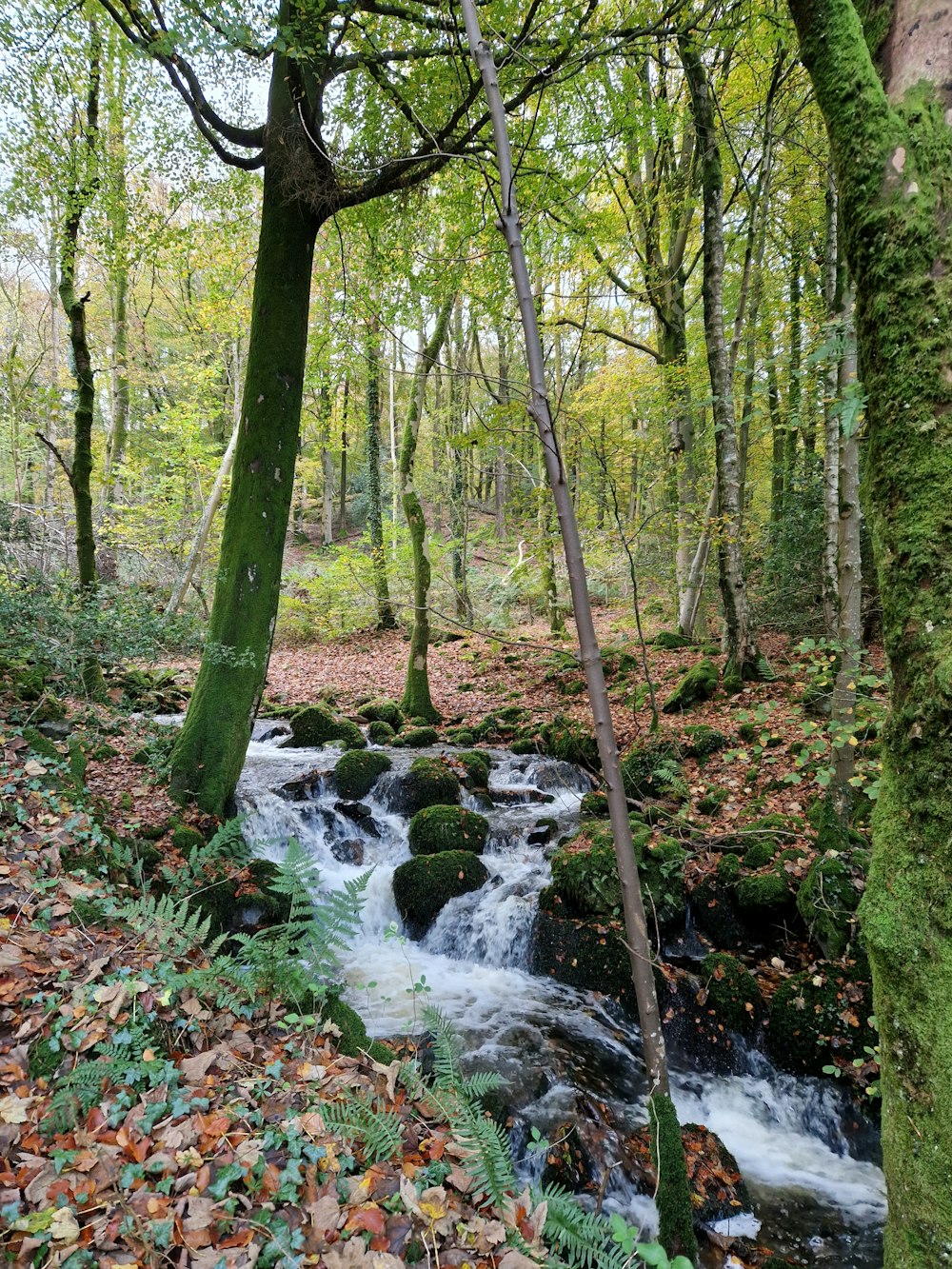 a stream in a forest